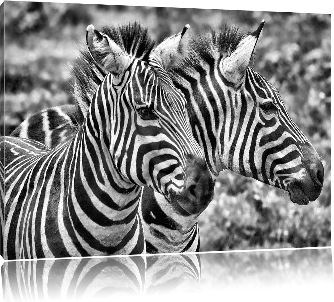 Pixxprint Monocrome, schönes Zebrapaar, Format: 100x70 auf Leinwand, 100x70