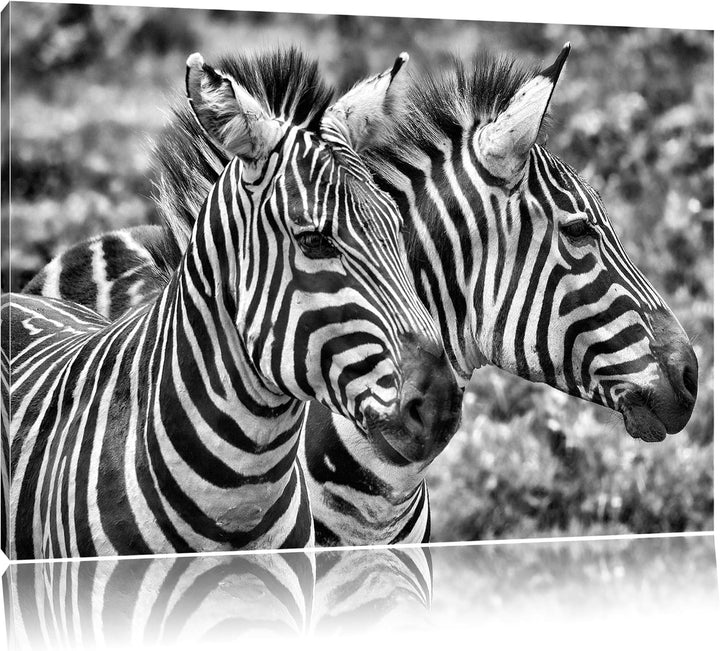 Pixxprint Monocrome, schönes Zebrapaar, Format: 100x70 auf Leinwand, 100x70