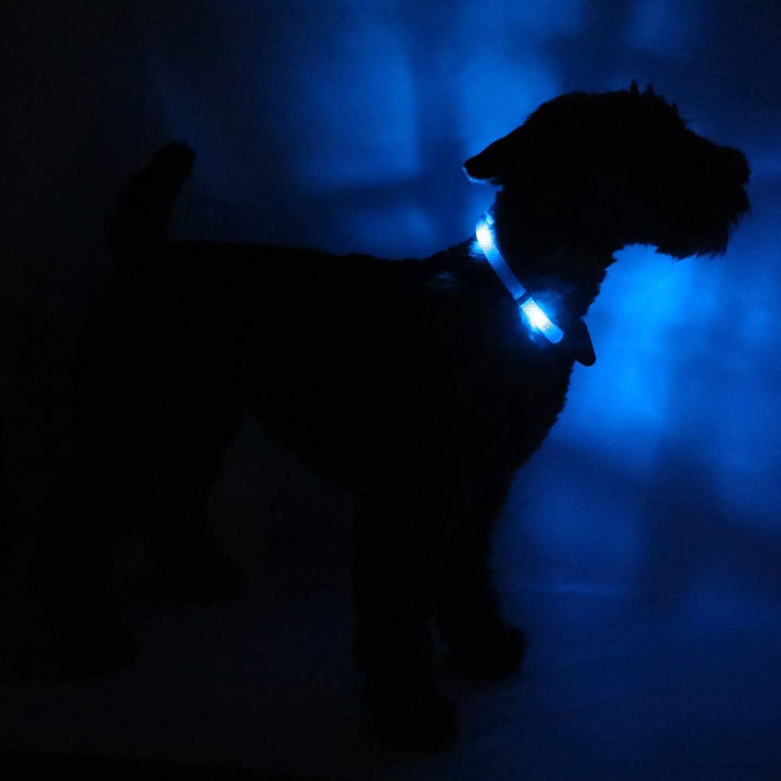 LEUCHTIE® Leuchthalsband Plus für Hunde, wasserdichtes LED Halsband, enorm hell 100h Leuchtdauer, Hu