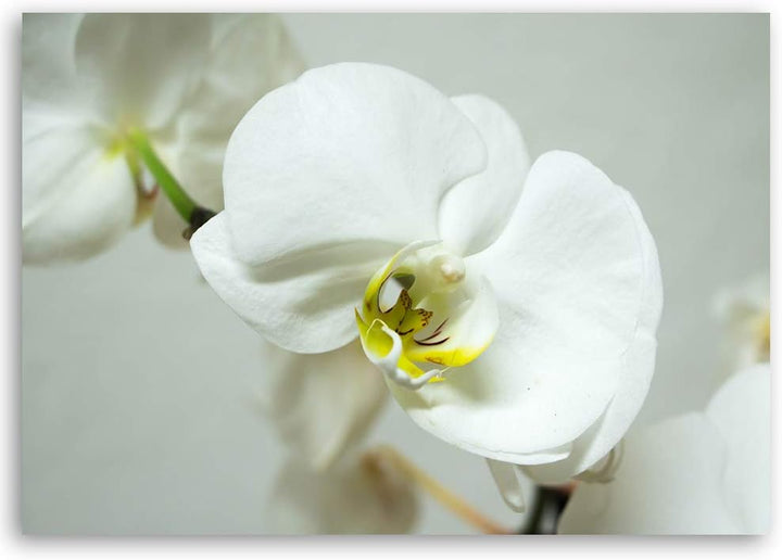 Feeby Leinwandbild Orchidee Bild Kunstdruck Pflanze Weiss 70x50 cm Leinwandbild 70x50 cm Weiss_b, Le
