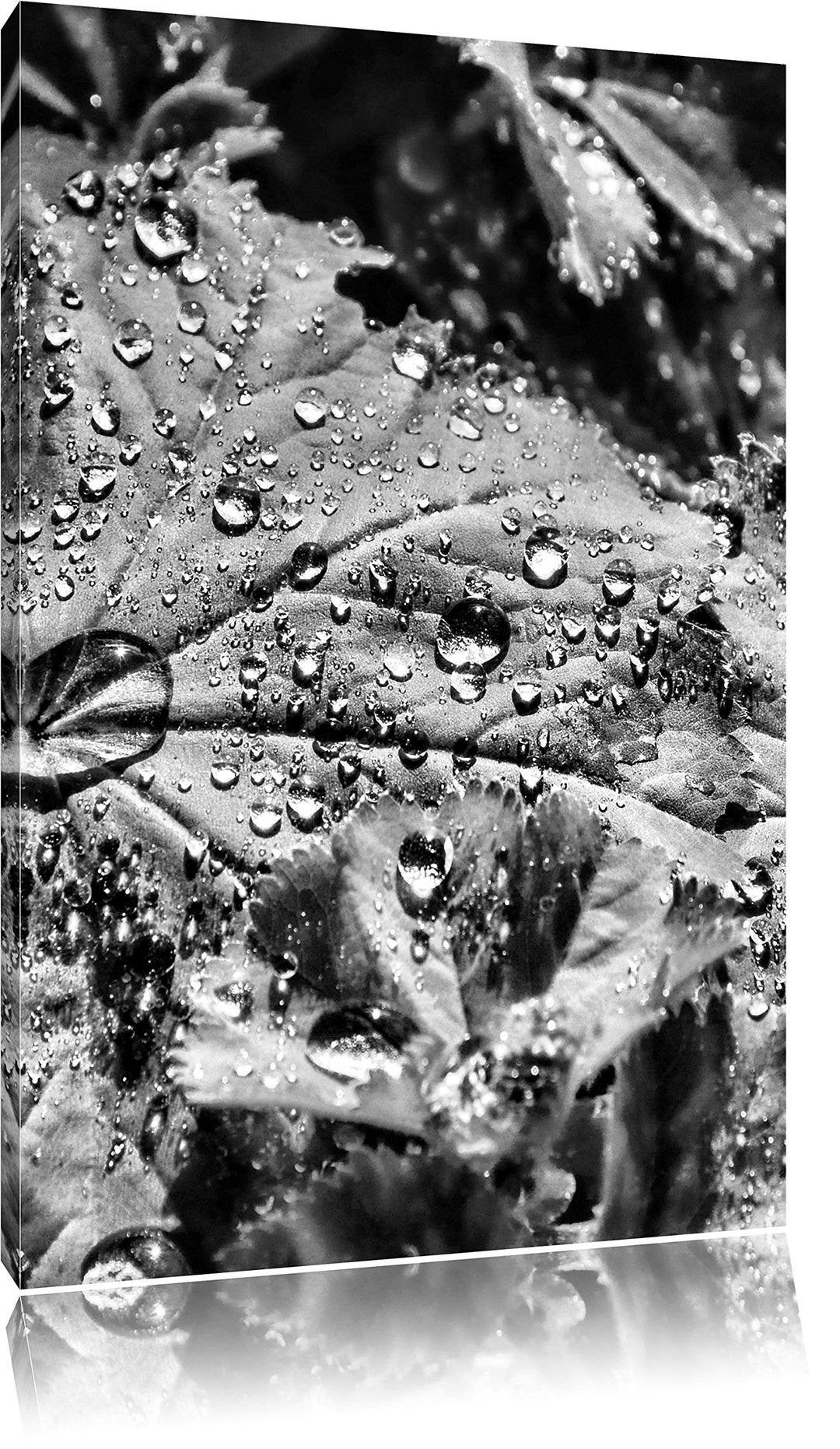 Pixxprint Monocrome, Wassertropfen auf Blatt, Format: 100x70 auf Leinwand, 100x70