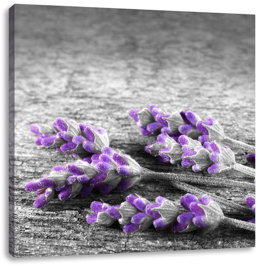 Pixxprint liegender Lavendel auf Stamm als Leinwandbild Quadratisch/Grösse: 70x70 / Wandbild/Kunstdr