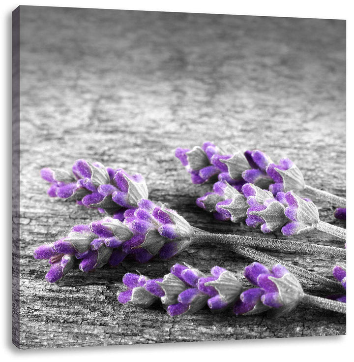 Pixxprint liegender Lavendel auf Stamm als Leinwandbild Quadratisch/Grösse: 70x70 / Wandbild/Kunstdr