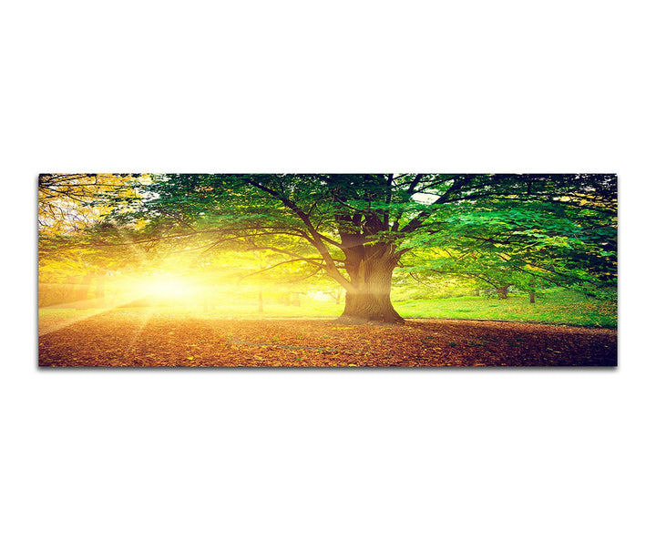 Paul Sinus Art Panoramabild auf Leinwand und Keilrahmen 150x50cm Bäume Park Herbst Blätter Sonnenstr