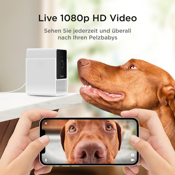 Petcube Cam Pet Monitoring Camera (Haustierüberwachungskamera) mit integriertem Tierarzt-Chat für Ka