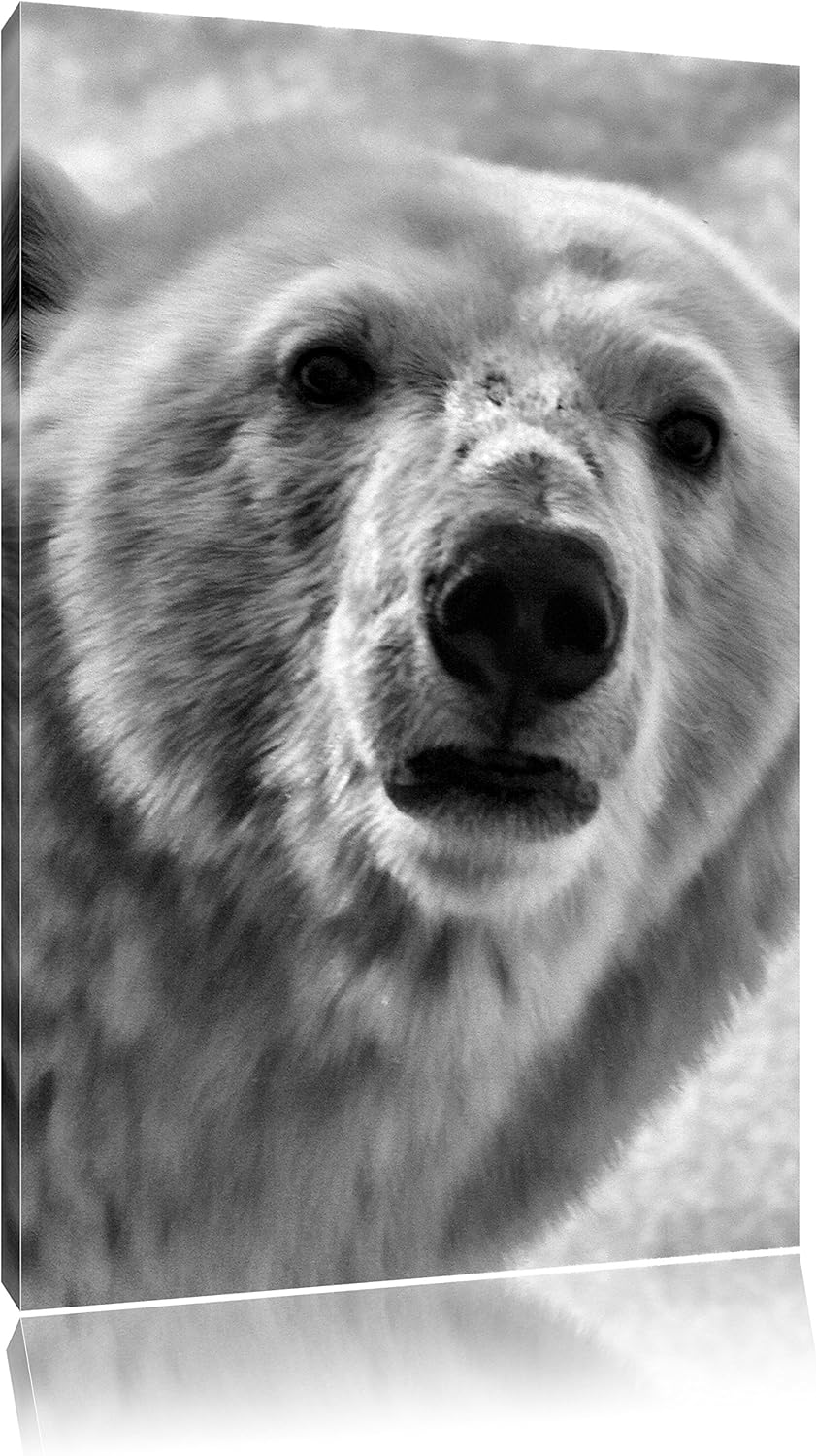 Pixxprint wachsamer Eisbär / 100x70cm Leinwandbild bespannt auf Holzrahmen/Wandbild Kunstdruck Dekor