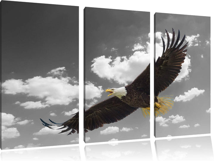 prächtiger Weisskopfseeadler beim fliegen schwarz/weiss 3-Teiler Leinwandbild 120x80 Bild auf Leinwa