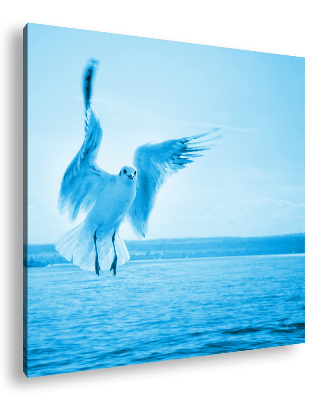 Fliegende Möwe über dem Bodensee im Format: 70x70 Effekt: Zeichnung als Leinwandbild, Motiv auf Echt