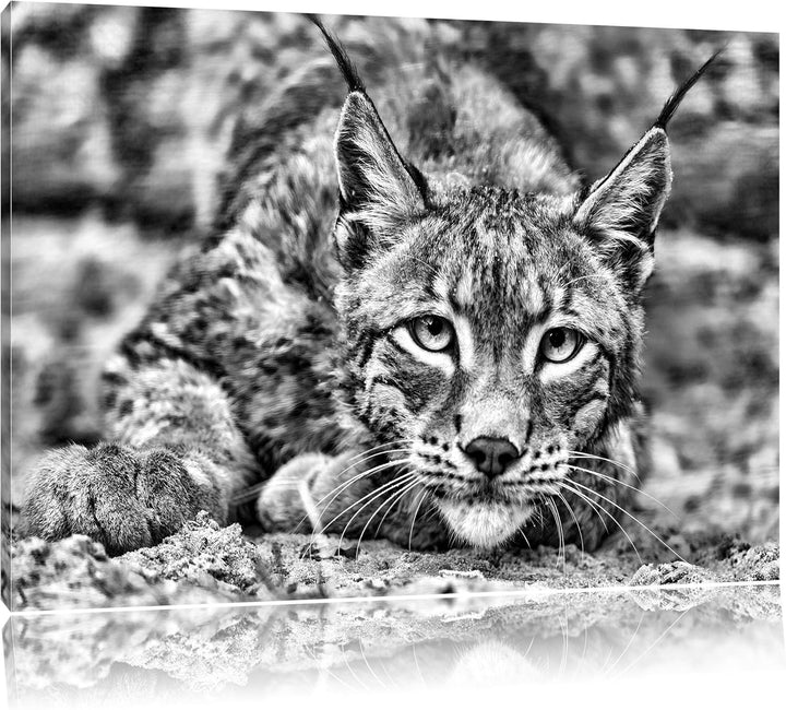 Pixxprint wachsamer Luchs / 100x70cm Leinwandbild bespannt auf Holzrahmen/Wandbild Kunstdruck Dekora