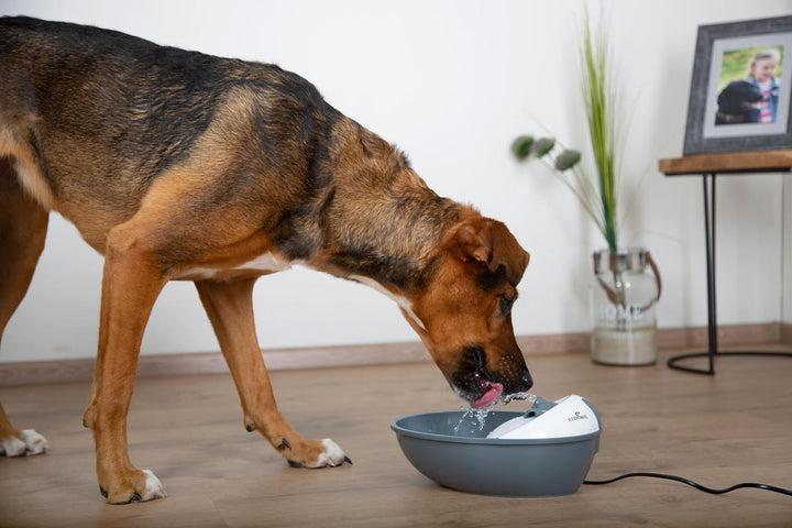 EYENIMAL NGFON007 Classic Pet Fountain, 600 g