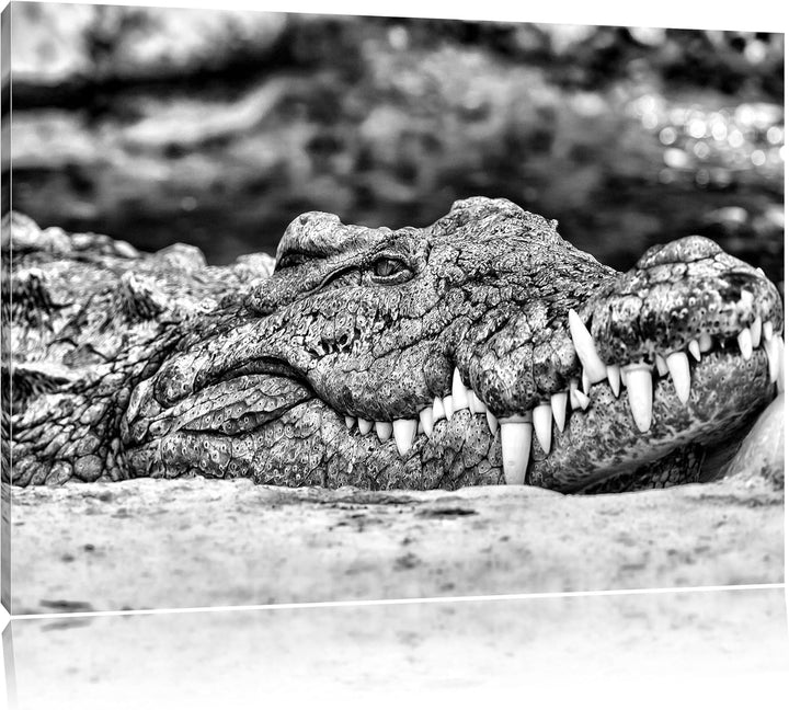 Pixxprint gigantisches Krokodil / 100x70cm Leinwandbild bespannt auf Holzrahmen/Wandbild Kunstdruck