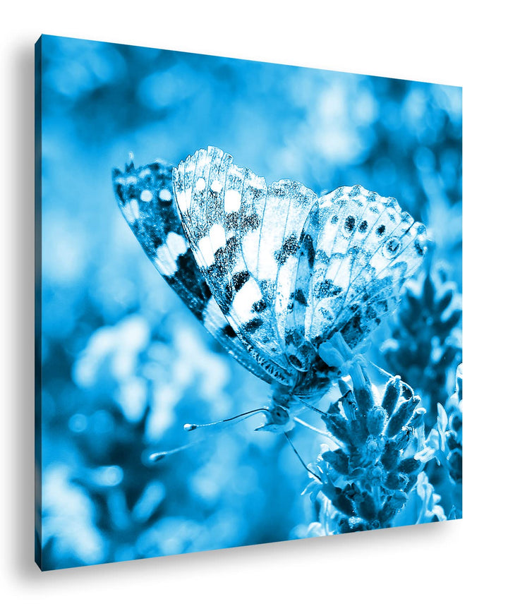 deyoli süsser Schmetterling Format: 60x60 Effekt: Monocrome Blau als Leinwandbild, Motiv fertig gera
