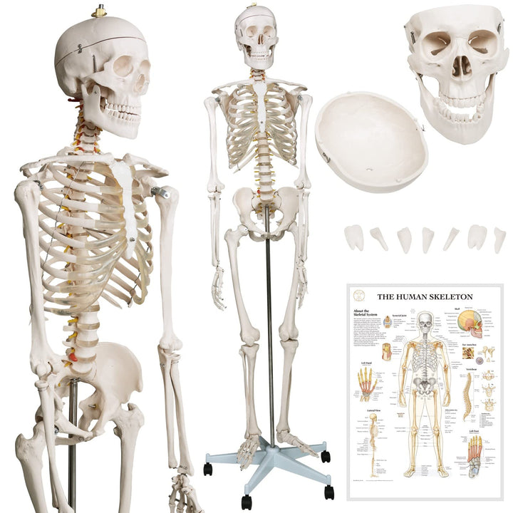 Jago® Menschliches Anatomie Skelett 181.5 cm - inkl. Schutzabdeckung, mit Ständer, Standfuss und Leh