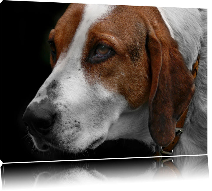 Dark hübscher Hund im Seitenprofilauf Leinwand, XXL riesige Bilder fertig gerahmt mit Keilrahmen, Ku