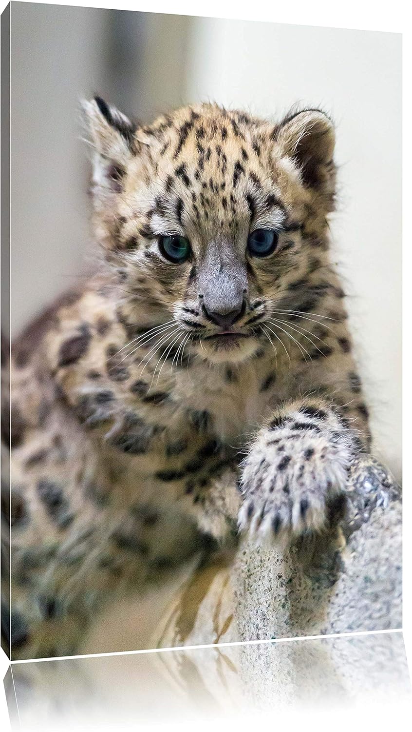 Pixxprint Leopardenjunges beim Klettern auf Leinwand, XXL riesige Bilder fertig gerahmt mit Keilrahm