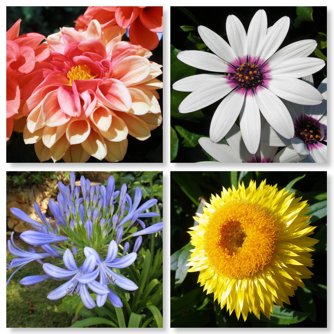 WunschPIXEL – Wandbild Blumen auf weissem Acrylglas, Set 4-teilig je 20x20 cm, quadratisch, Sommerbl