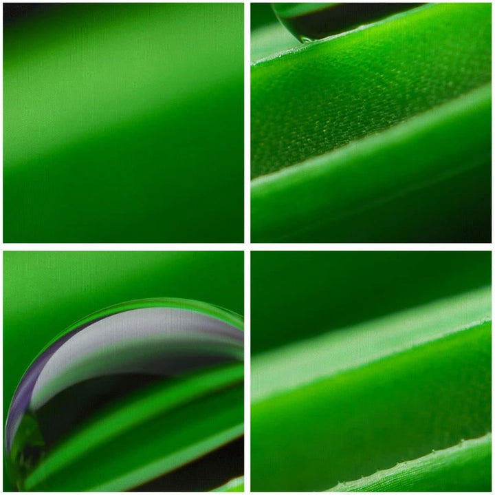 Bilder auf Leinwand Pflanze Tropfen Wasser Blase Leinwandbild 70x50cm Wandbilder Dekoration Wohnzimm