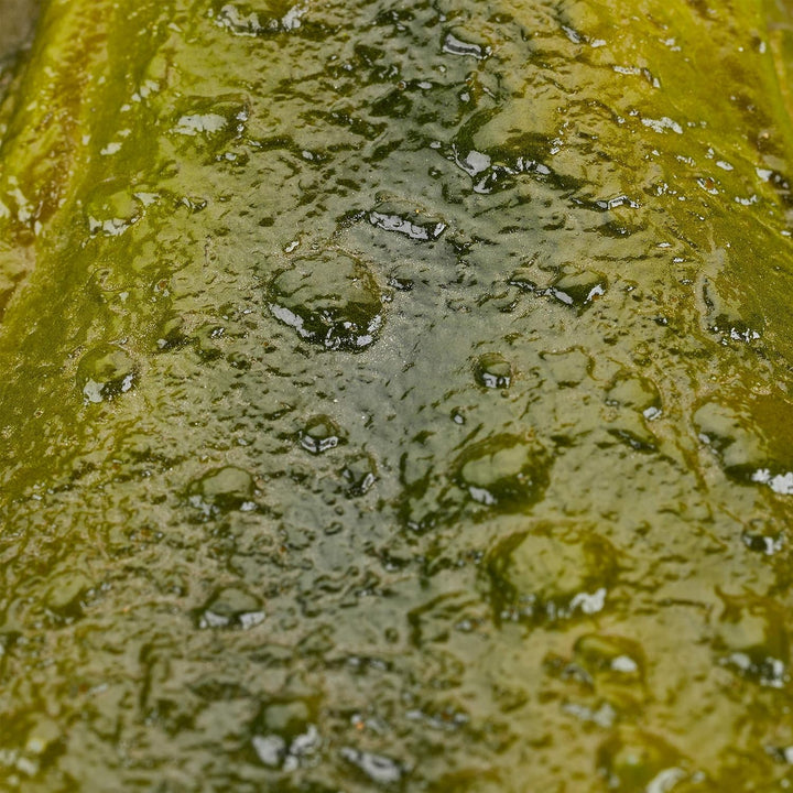 Relaxdays 4 x Gartenfigur Frosch, wetterfest, für Balkon, Terrasse, am Teich, Kunststein, sitzende D