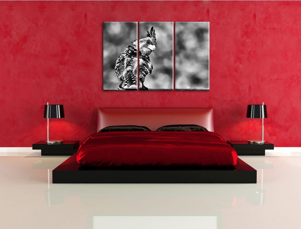 Pixxprint schöner Hauben-Bartvogel als Leinwandbild/Grösse: 3 Teilig (120x80) cm/Wandbild/Kunstdruck