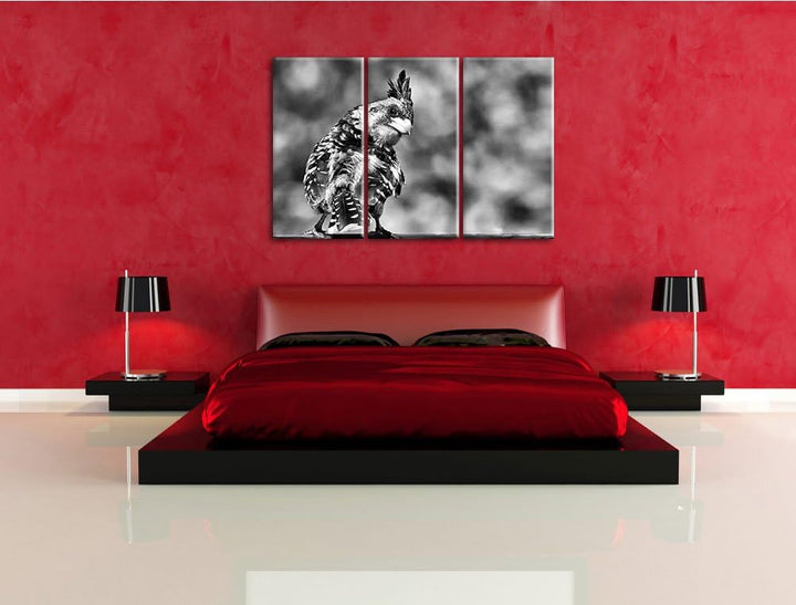 Pixxprint schöner Hauben-Bartvogel als Leinwandbild/Grösse: 3 Teilig (120x80) cm/Wandbild/Kunstdruck
