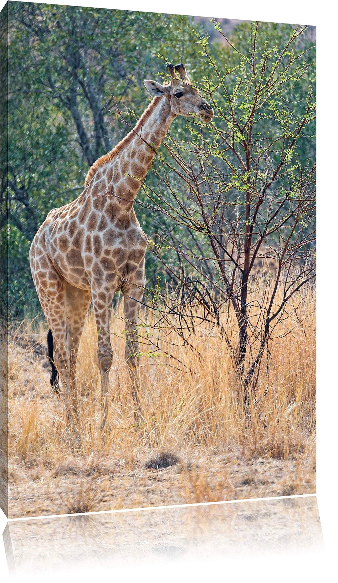 Pixxprint Giraffe beim Fressen auf Leinwand, XXL riesige Bilder fertig gerahmt mit Keilrahmen, Kunst