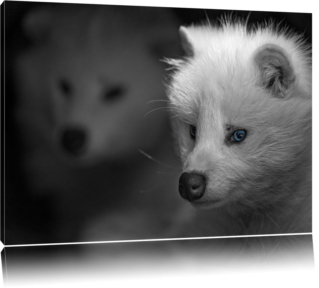 hübscher Polarfuchs in Höhle schwarz/weiss auf Leinwand, XXL riesige Bilder fertig gerahmt mit Keilr