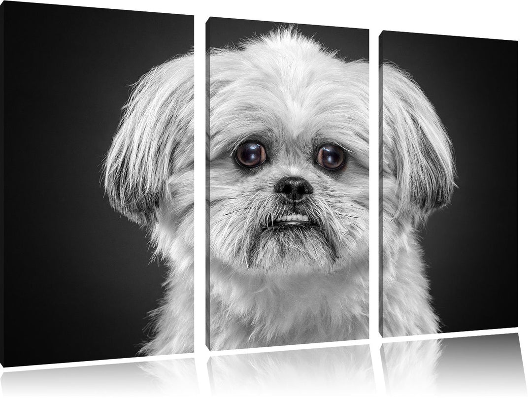 Pixxprint lustiger Kleiner Hund als Leinwandbild | Grösse: 3 Teilig (120x80) | Wandbild| Kunstdruck