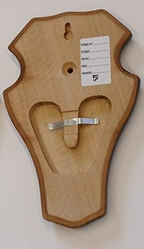 5 Stück REH Bock Schild Trophäenschilder mit 2 x Kieferfach in Eiche dunkel mit Montageklammer AF 21