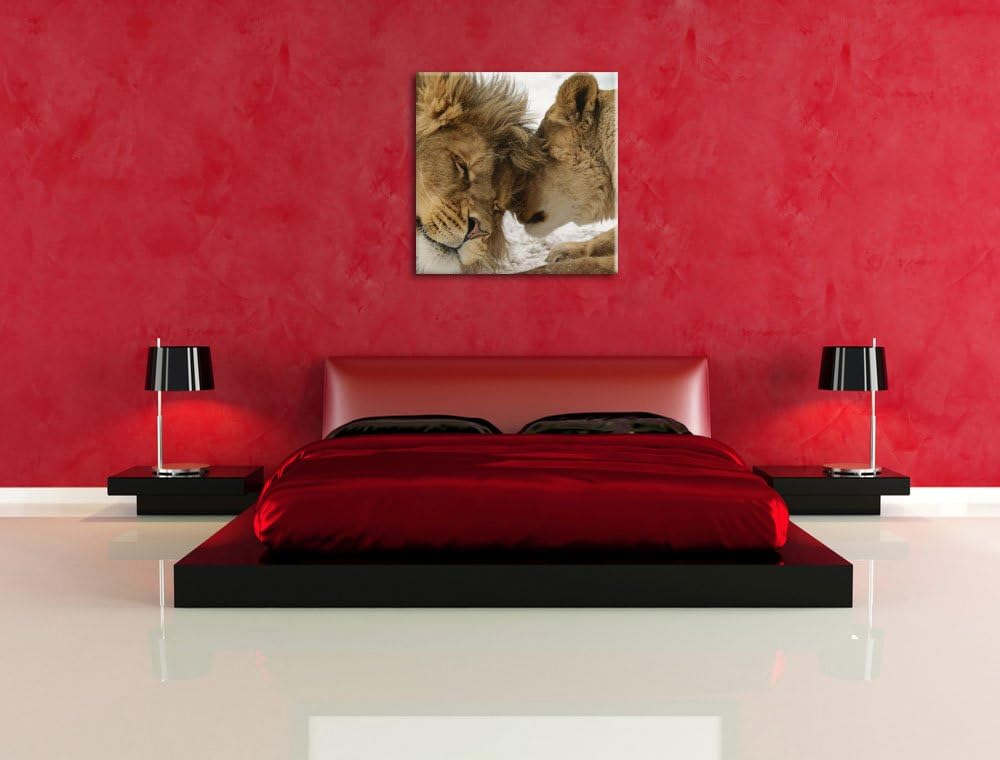 Kuschelnde Löwen, Format: 70x70 auf Leinwand, XXL riesige Bilder fertig gerahmt mit Keilrahmen, Kuns