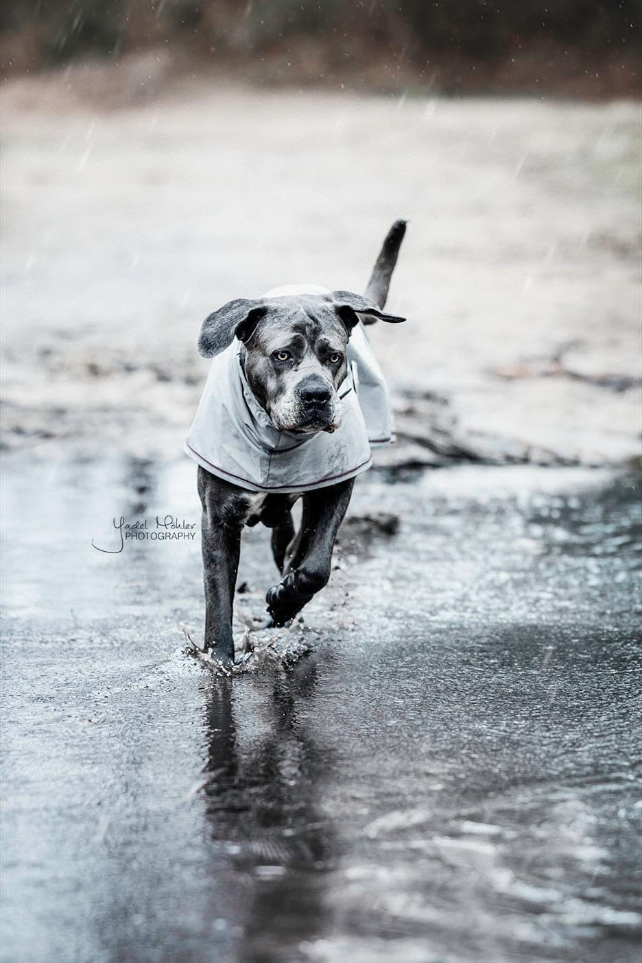 Kentucky Hunde Regenjacke Farbe Reitbekleidung Dusty Blue, Grösse S S dusty blue, S dusty blue