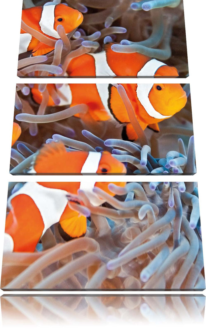 Pixxprint Clown Fische in Anemone als Leinwandbild | Grösse: 3 Teilig (120x80) | Wandbild| Kunstdruc