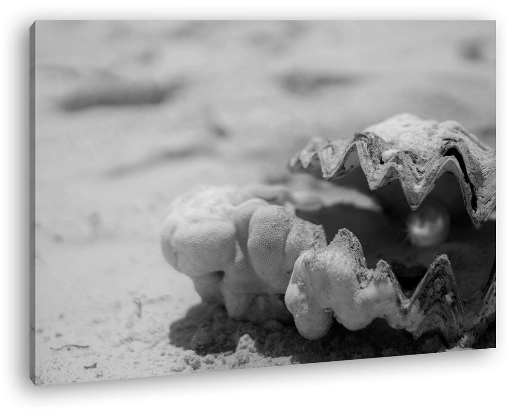 deyoli gestrandete Perlenmuschel Format: 120x80 Effekt: Schwarz&amp;Weiss als Leinwand, Motiv fertig ger