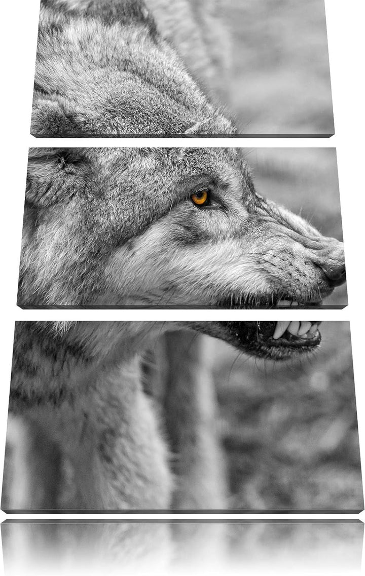Pixxprint knurrender Wolf als Leinwandbild/Grösse: 3 Teilig (120x80) / Wandbild/Kunstdruck/fertig be