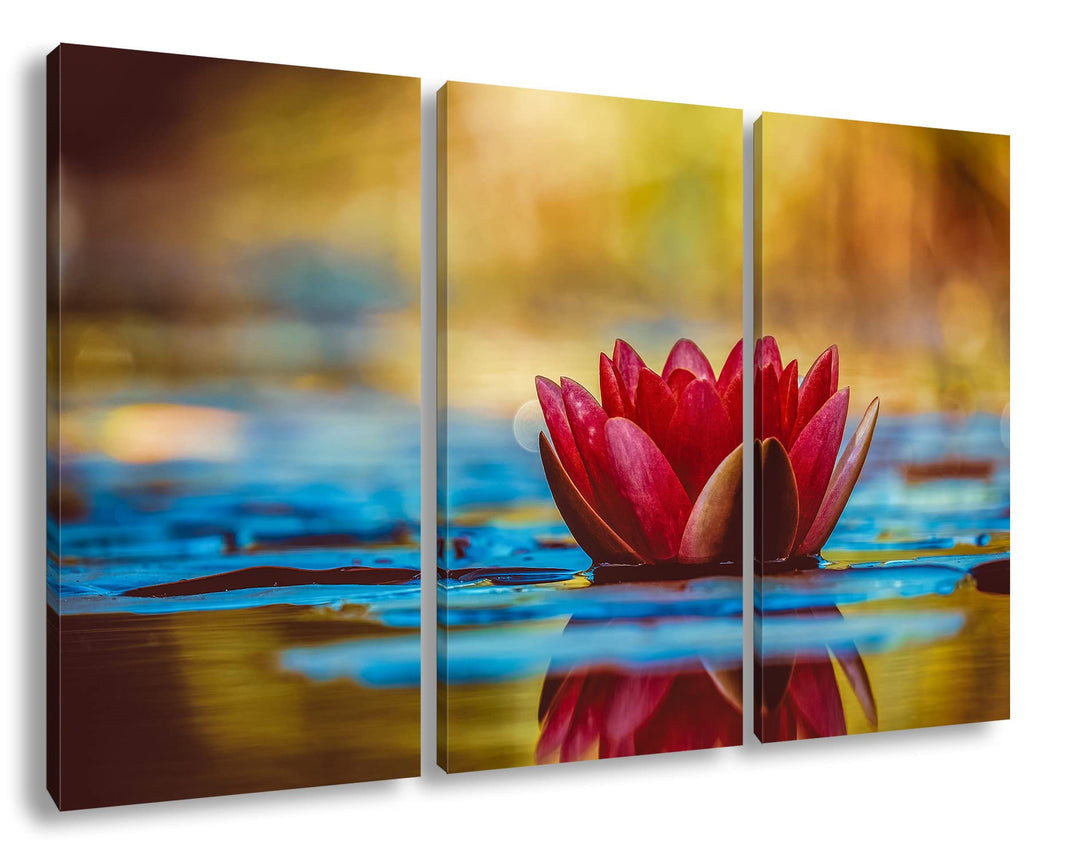 glorreiche Seerose Format: 3Teilig als Leinwandbild, Motiv fertig gerahmt auf Echtholzrahmen, Hochwe