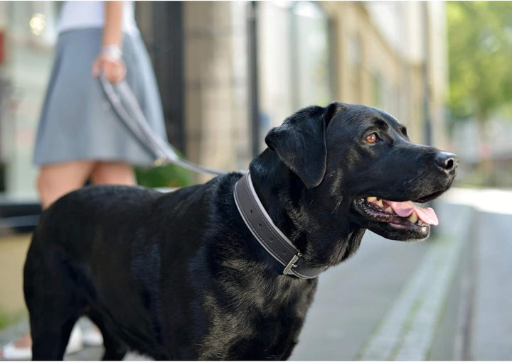 HUNTER CANADIAN Hundehalsband, Leder, hochwertig, weich, 30 (XS), dunkelgrau/grau dunkelgrau/grau 30