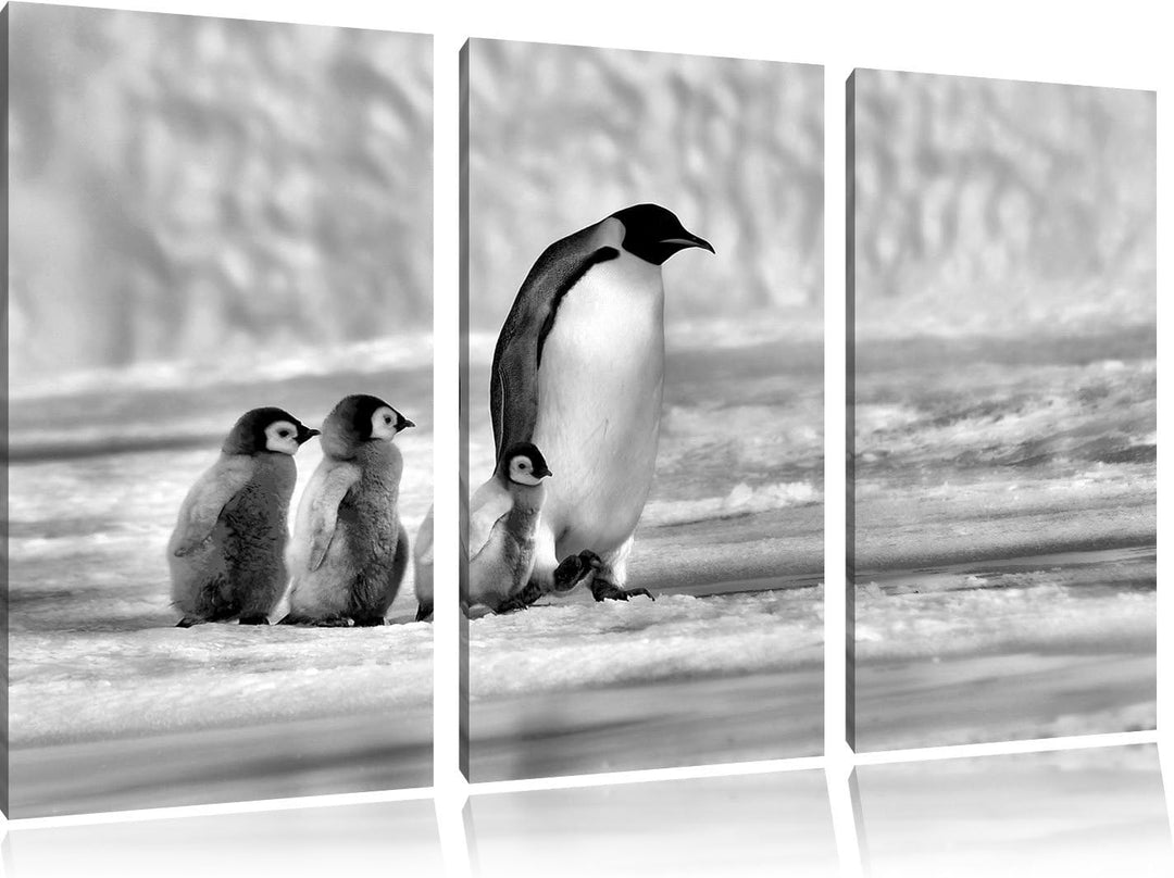 Pixxprint Kaiserpinguine im Schnee als Leinwandbild/Grösse: 3 Teilig (120x80) cm/Wandbild/Kunstdruck