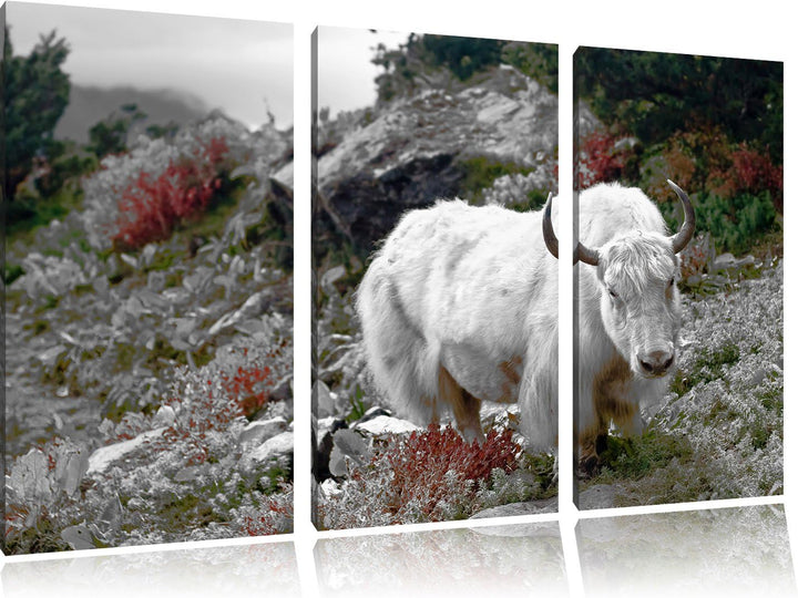 Pixxprint Schönes Yak Himalaya B&W Detail 3-Teiler Leinwandbild 120x80 Bild auf Leinwand