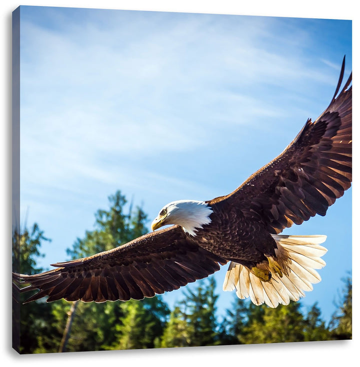 Pixxprint Adler, Format: 70x70 auf Leinwand, XXL riesige Bilder fertig gerahmt mit Keilrahmen, Kunst
