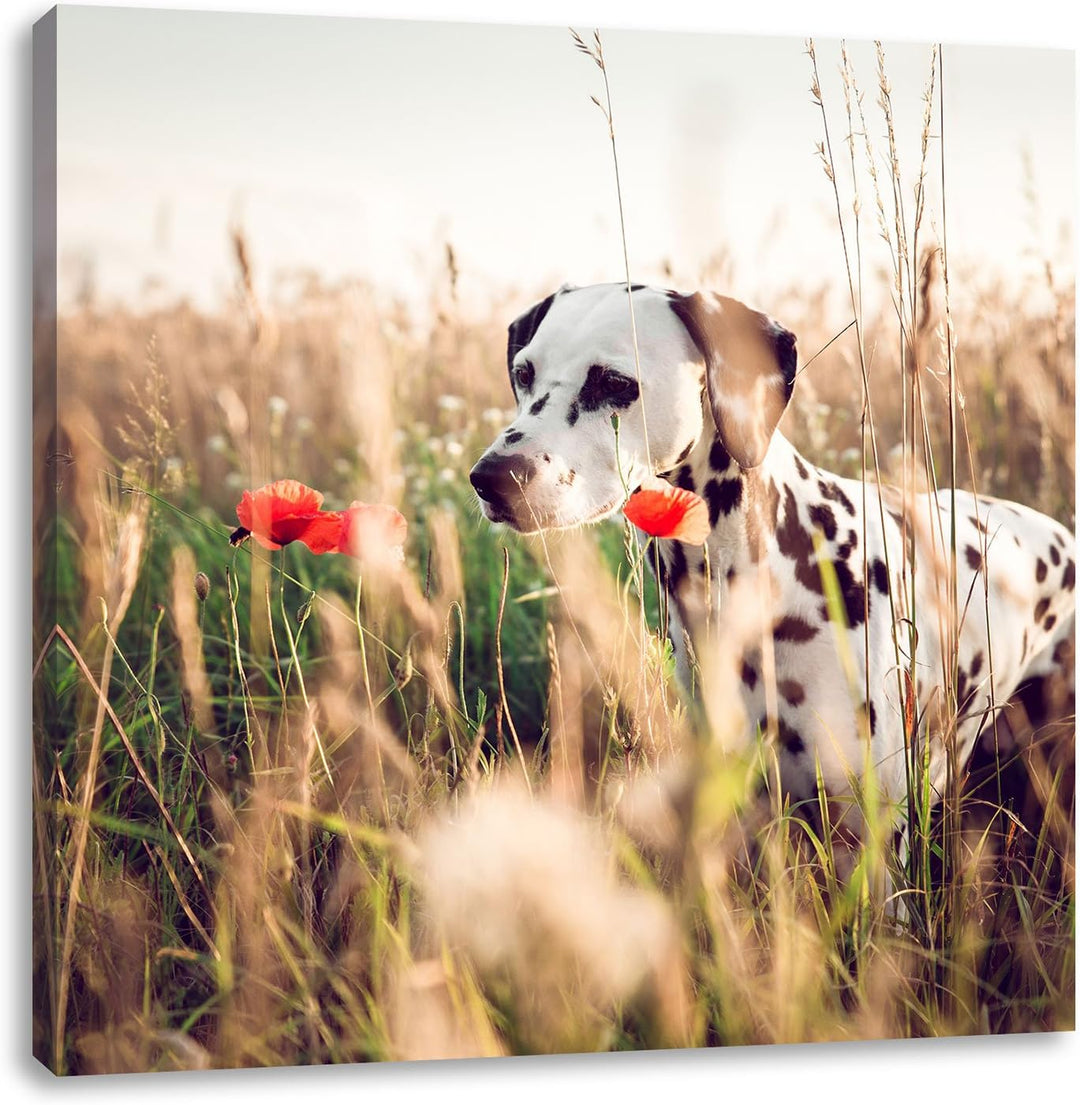Neugieriger Hund im Feld, Format: 70x70 auf Leinwand, XXL riesige Bilder fertig gerahmt mit Keilrahm