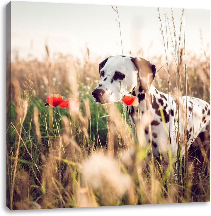 Neugieriger Hund im Feld, Format: 70x70 auf Leinwand, XXL riesige Bilder fertig gerahmt mit Keilrahm
