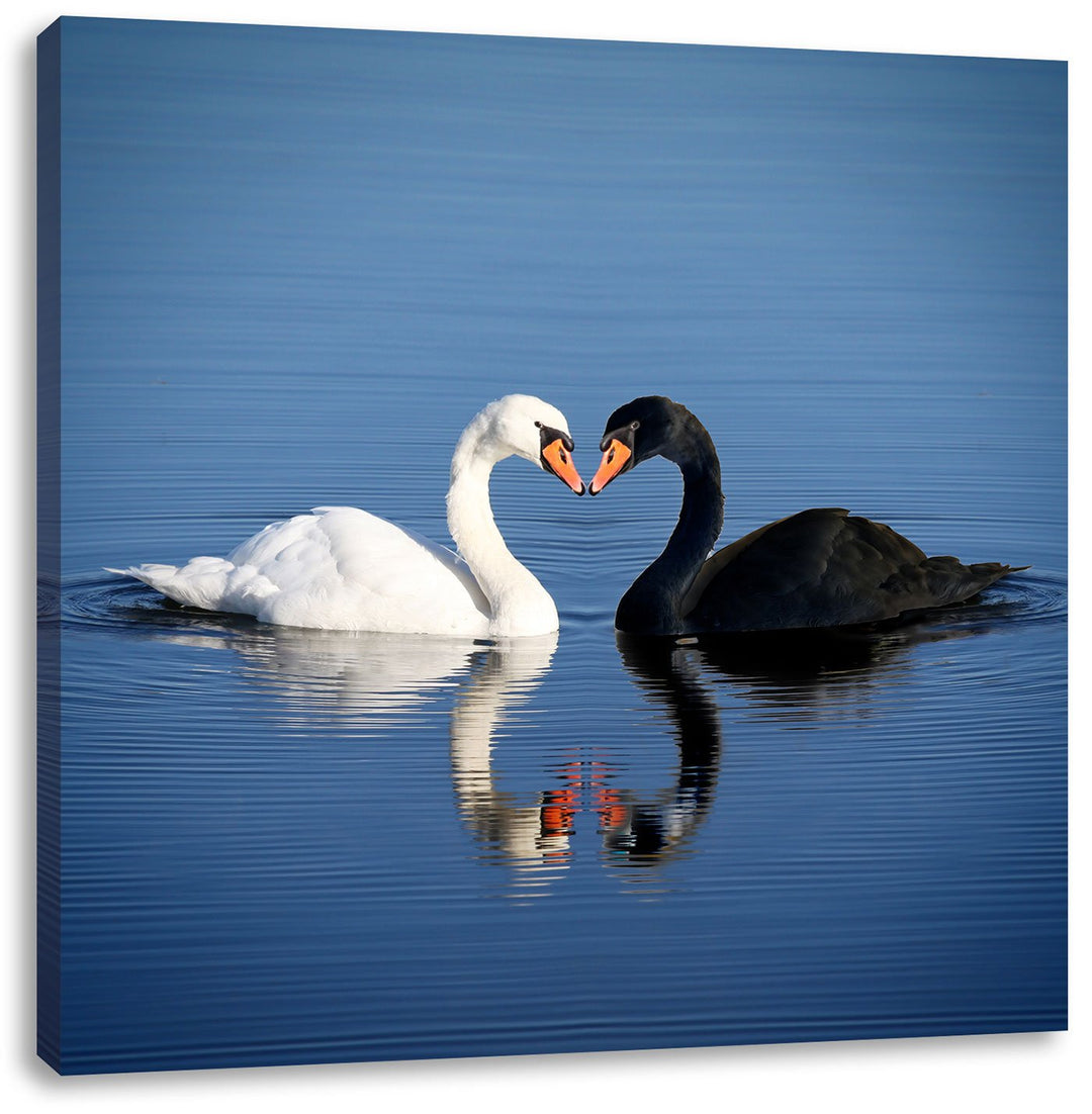 verliebte Schwäne schmusen, Format: 70x70 auf Leinwand, XXL riesige Bilder fertig gerahmt mit Keilra