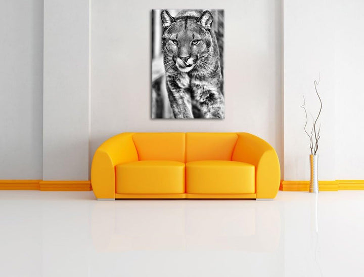 Monocrome, anmutiger Puma, Format: 100x70 auf Leinwand, XXL riesige Bilder fertig gerahmt mit Keilra