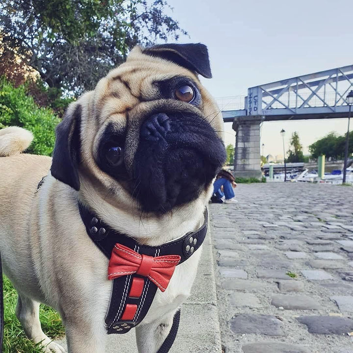 Bestia |Bowtie| Leder Brustgeschirr für Kleine bis Mittelgrosse Hunde. 100% Leder. Handgefertigt. To