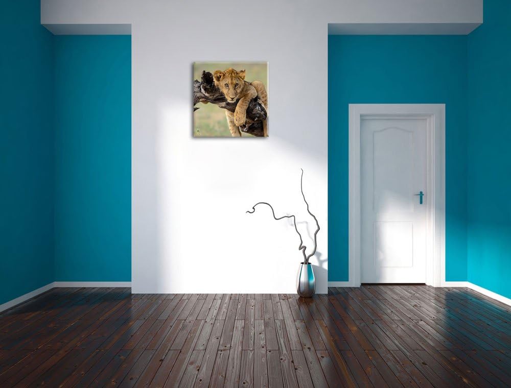 Junger Löwe in der Natur, Format: 70x70 auf Leinwand, XXL riesige Bilder fertig gerahmt mit Keilrahm