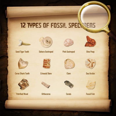 XX Gross Fossilien Ausgrabungsset Kinder - Ausgraben 12 Versteinerungen Fossilien - Lehrreich Spielz
