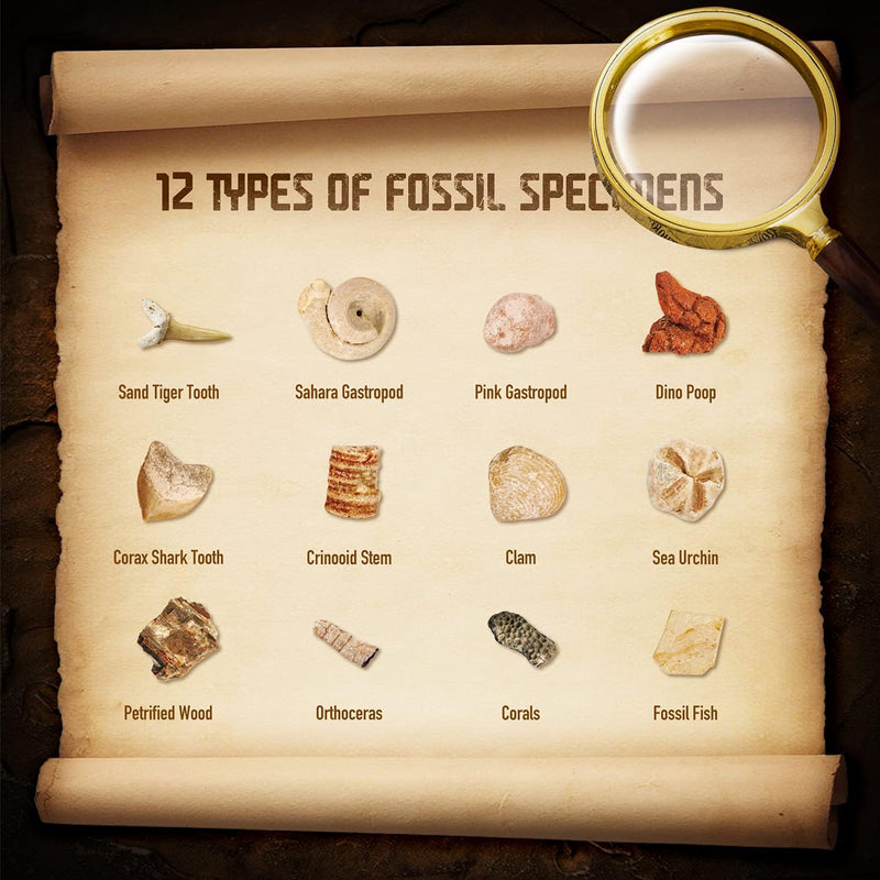 XX Gross Fossilien Ausgrabungsset Kinder - Ausgraben 12 Versteinerungen Fossilien - Lehrreich Spielz