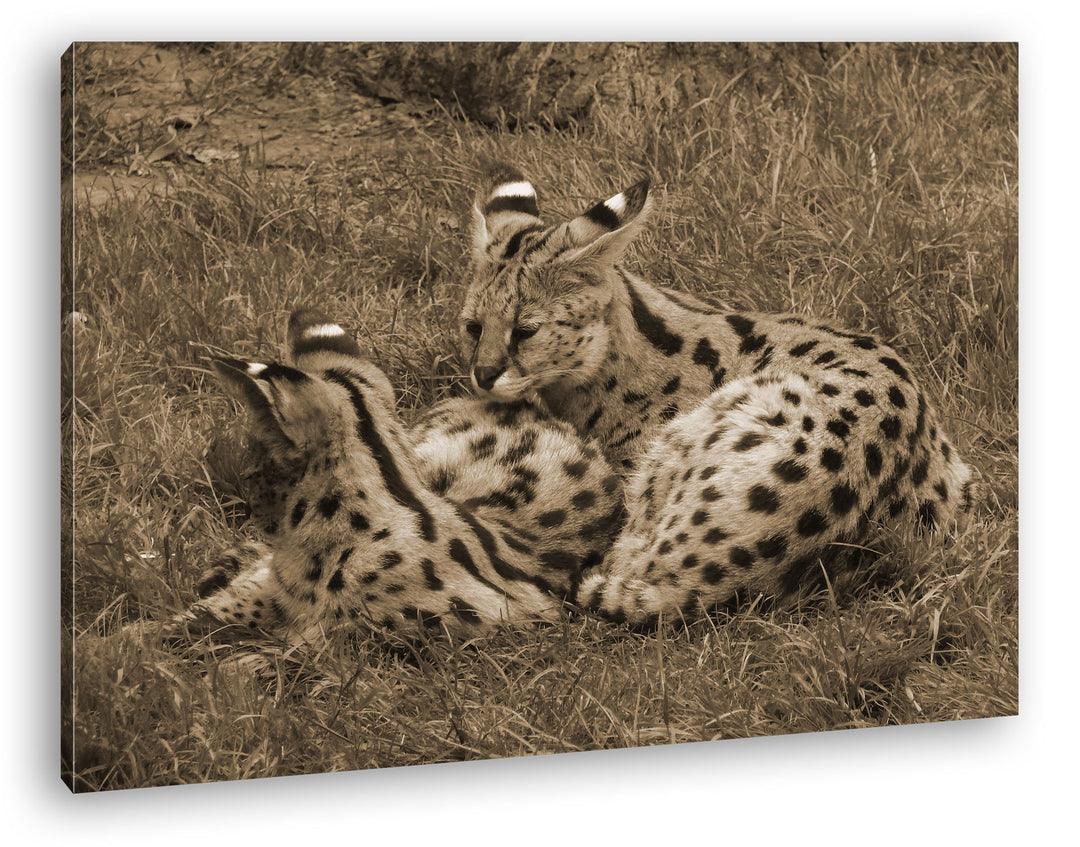 deyoli Zwei kuschelnde Servale Felines Katzen Format: 80x60 Effekt: Sepia als Leinwandbild, Motiv fe