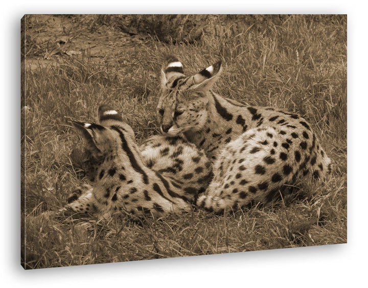 deyoli Zwei kuschelnde Servale Felines Katzen Format: 80x60 Effekt: Sepia als Leinwandbild, Motiv fe