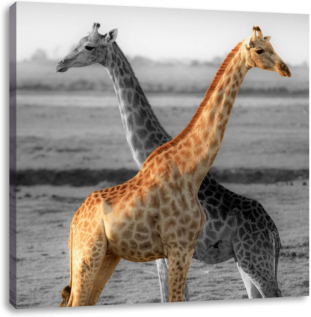 Pixxprint schöne Giraffen in der Steppe als Leinwandbild Quadratisch/Grösse: 70x70 / Wandbild/Kunstd