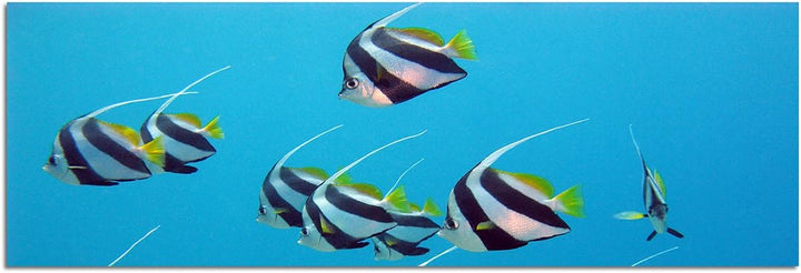 Wandbild auf Leinwand als Panorama in 150x50cm Rotes Meer Unterwasser Fische exotisch